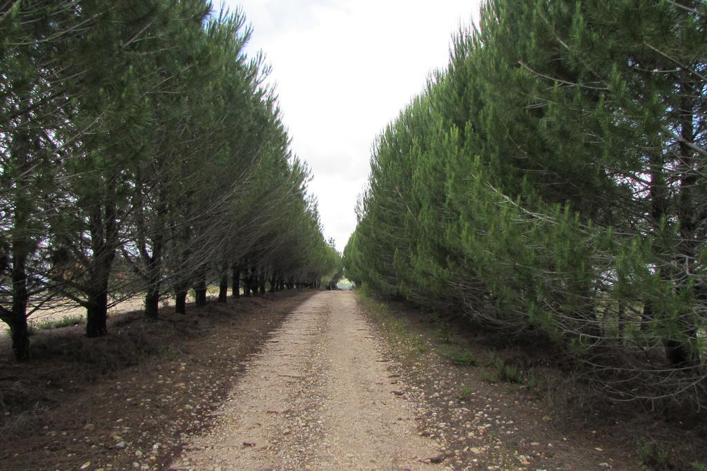 בית הארחה מונטרגיל 	Monte Da Tojeirinha מראה חיצוני תמונה